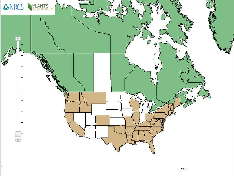 Azalea distribution - United States