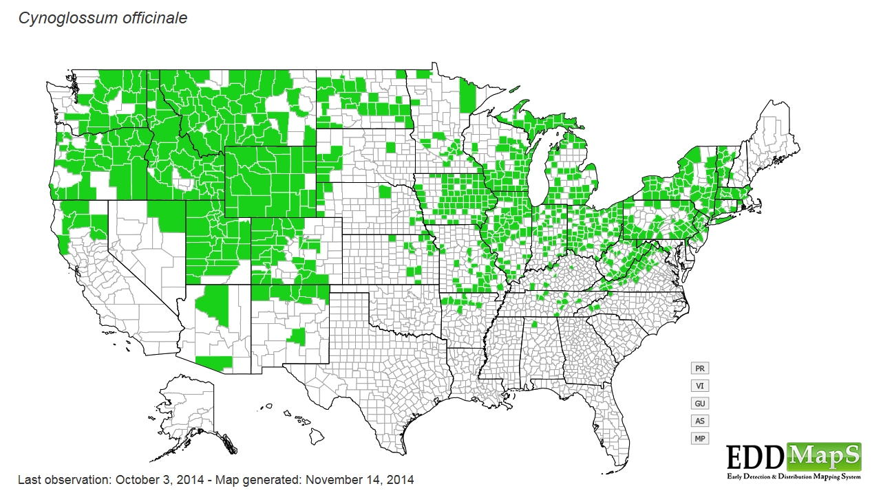 Houndstongue distribution - United States