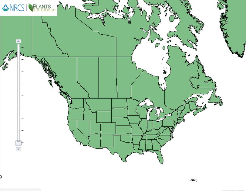 Horsetail distribution - United States