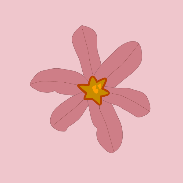 moraea_flaccida