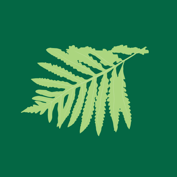 onoclea_sensibilis