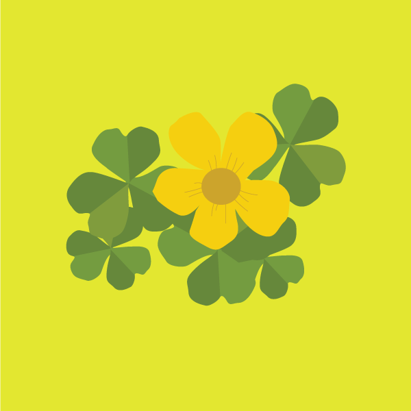 oxalis