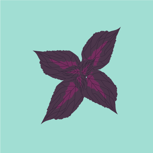 perilla_frutescens