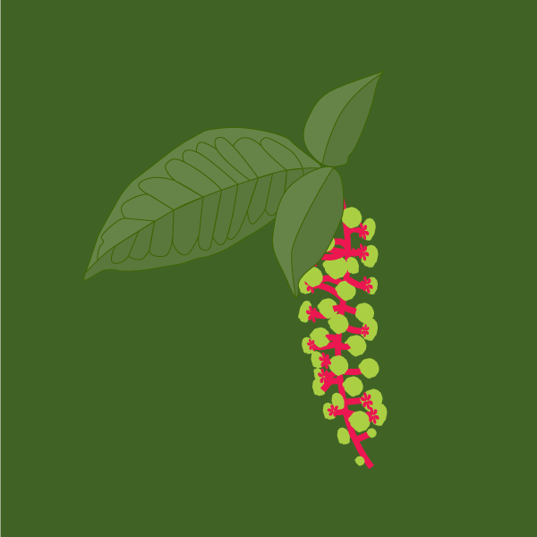 phytolacca_americana