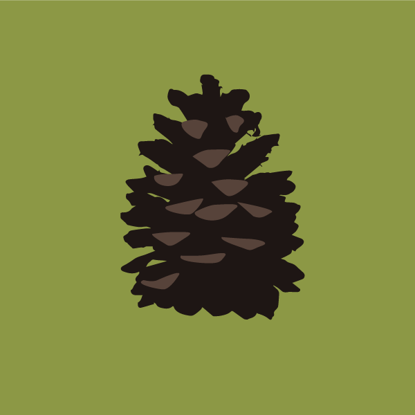 pinus_ponderosa