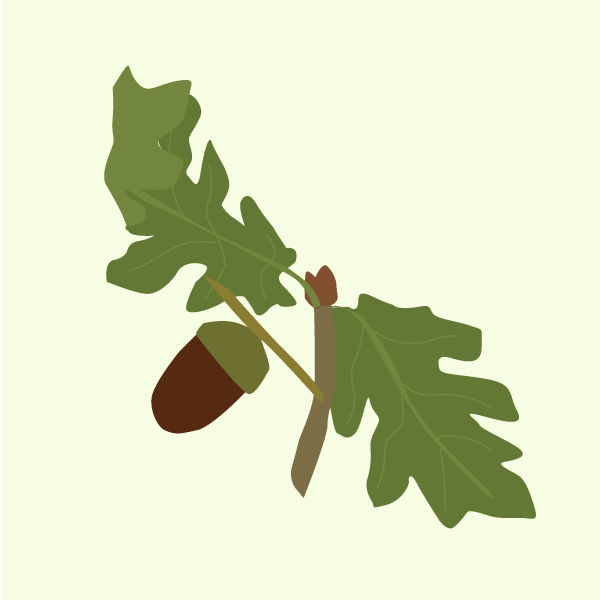 quercus