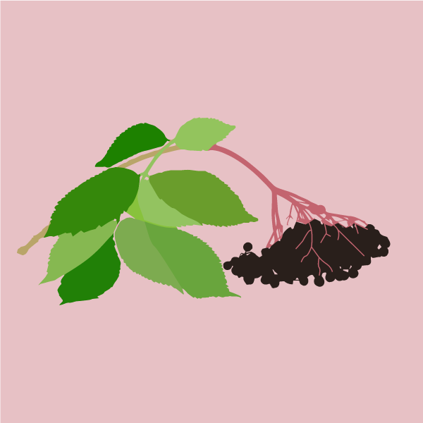 sambucus_nigra