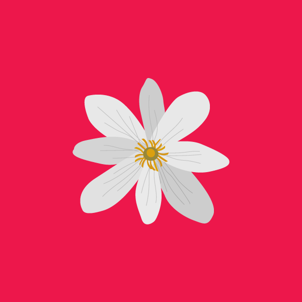 sanguinaria_canadensis