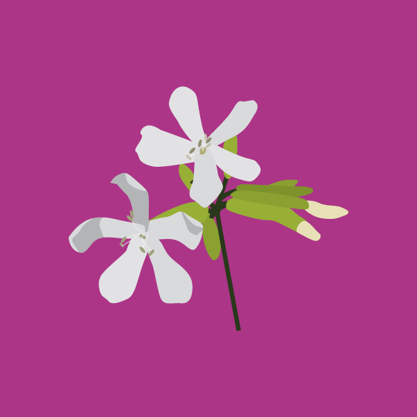 saponaria_officinalis