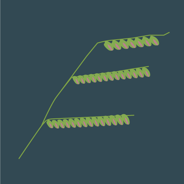 signalgrass