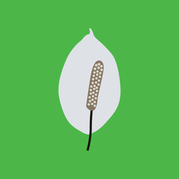 image of Peace lily