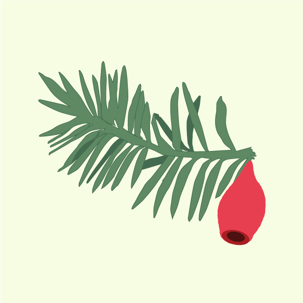 taxus_baccata