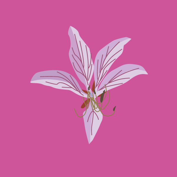 trachyandra_divaricata