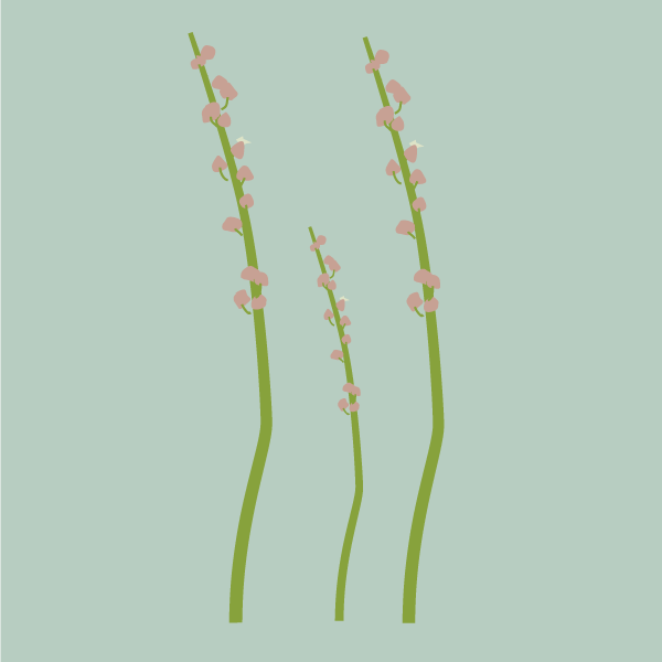 triglochin_maritima