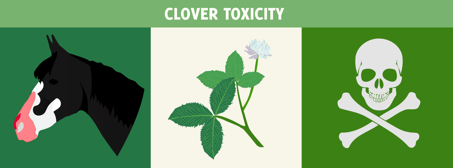 Clover Toxicity in Horses Signs, Treatment & Prevention