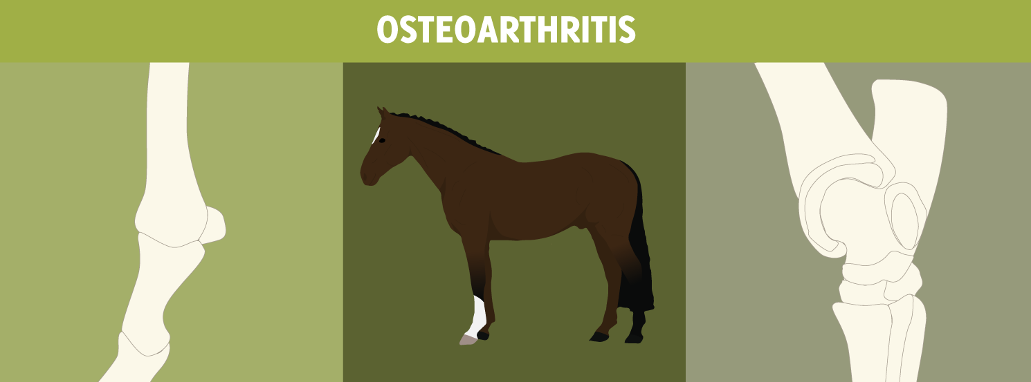 Osteoarthritis in Horses Signs, Treatment & Prevention