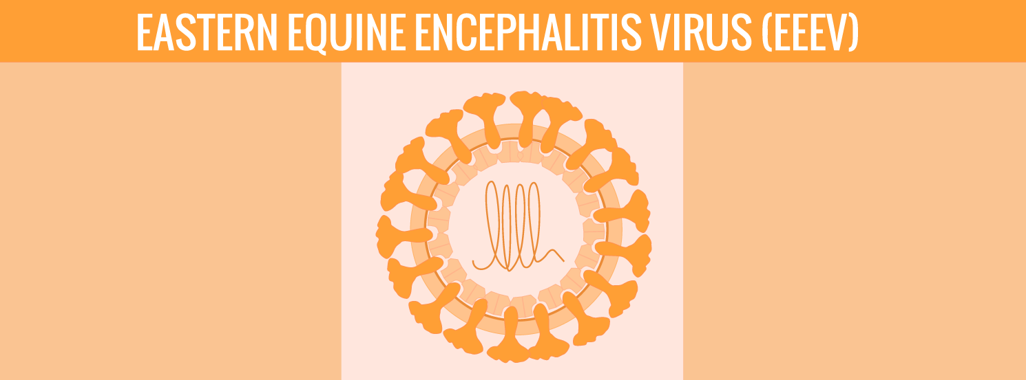 Eastern Equine Encephalitis in Horses: Signs, Treatment & Prevention