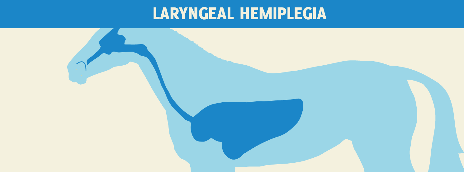 Laryngeal Hemiplegia | HorseDVM Diseases A-Z