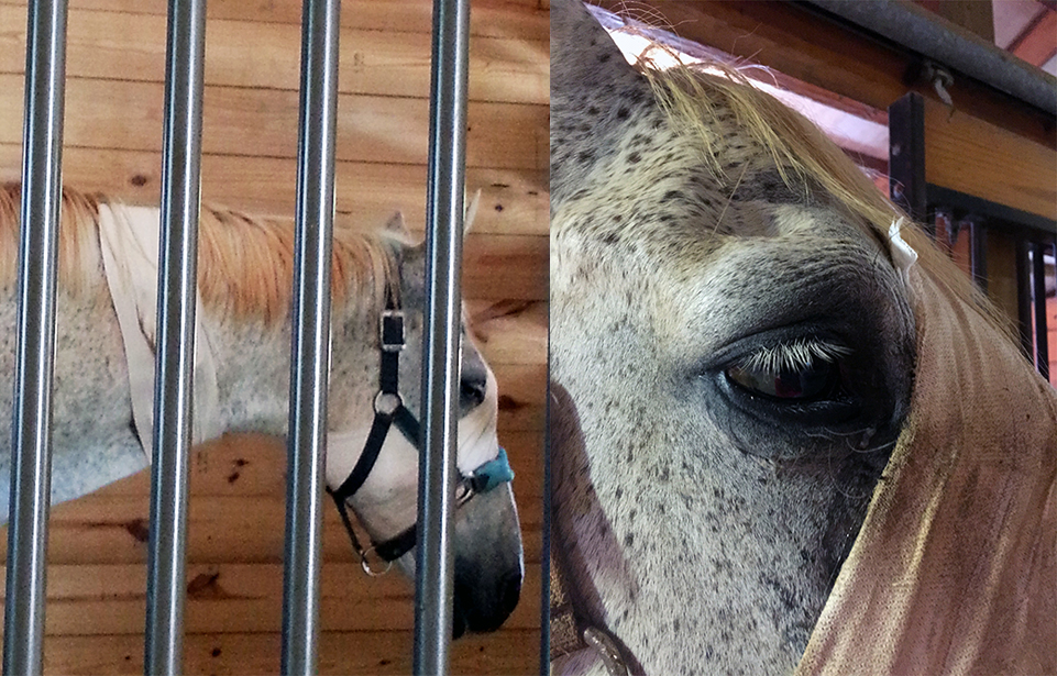 Gambler's Post Surgical Recovery in Tryon Equine's New Recovery Barn