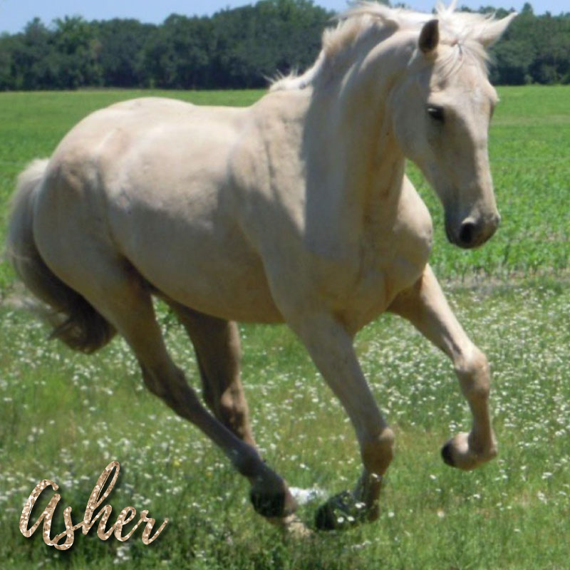 Asher’s Case of Equine Pythiosis  image preview