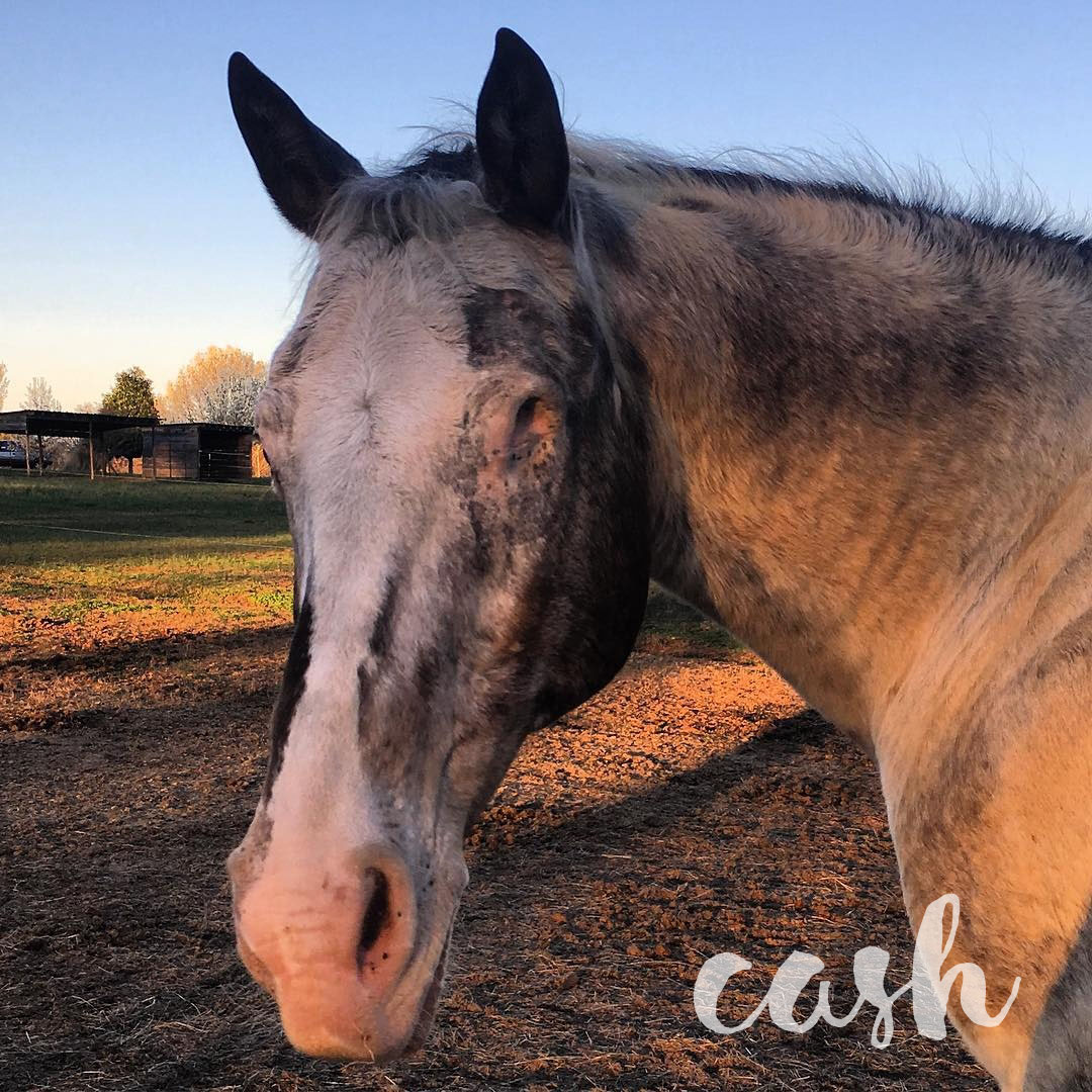 Cash’s Equine Recurrent Uveitis (ERU) image preview