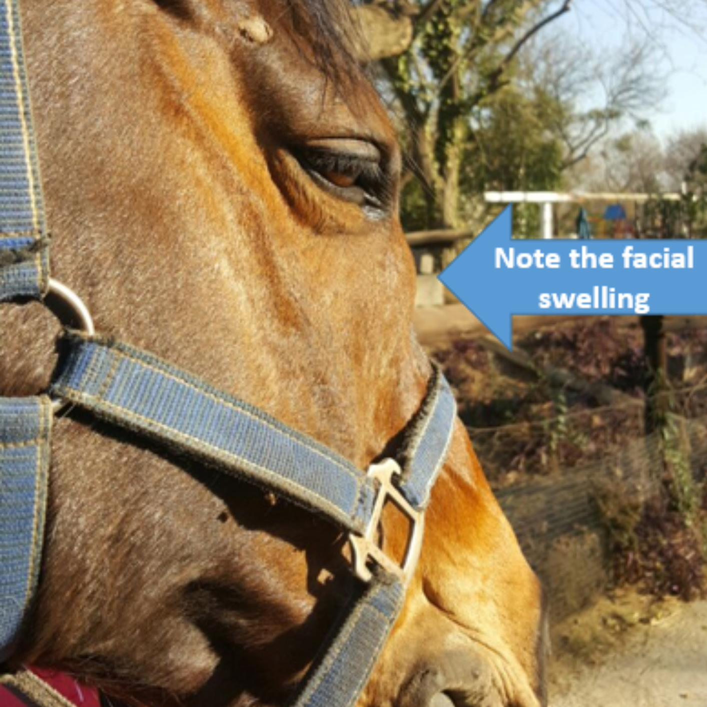 Case of a Horse with a Maxillary Sinus Cyst image preview