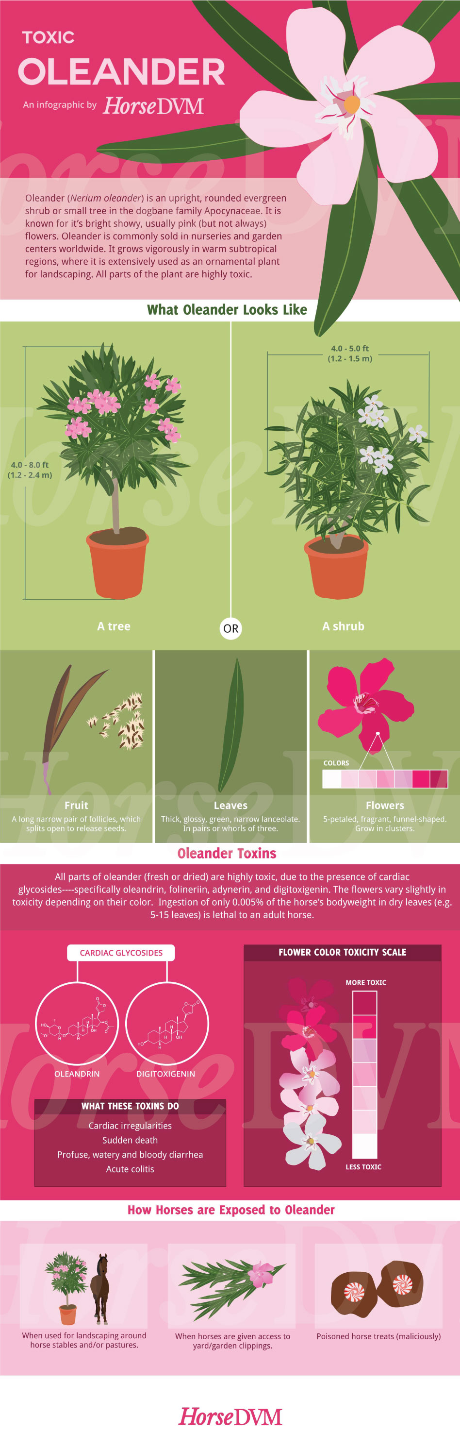 HorseDVM - horsedvm-infographic-oleander-toxic-horses