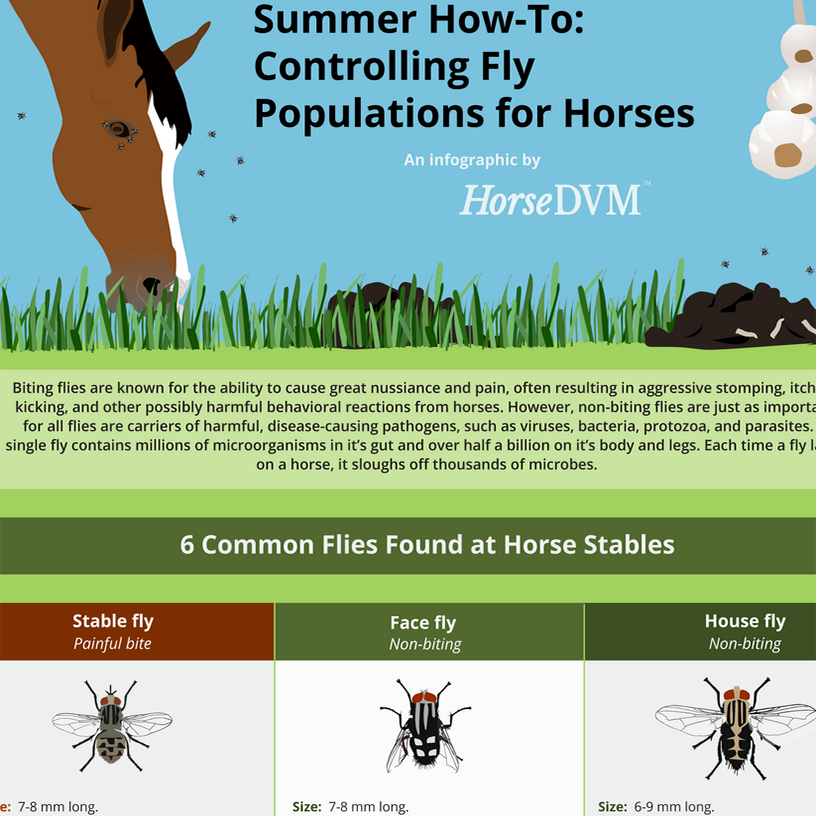 Controlling Fly Populations around Horses