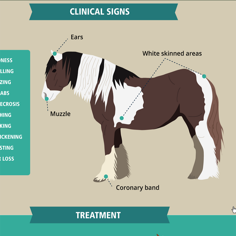 Understanding Photosensitivity in Horses