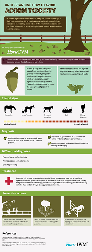 Understanding How to Avoid Acorn Toxicity in Horses image