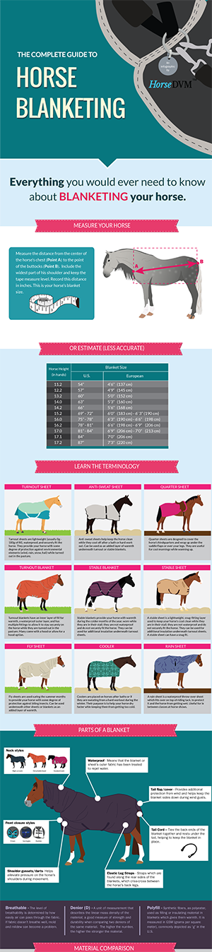 The Complete Guide to Horse Blanketing image
