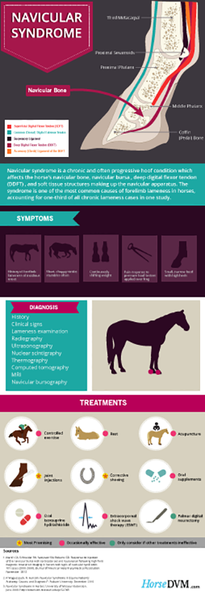 Navicular Syndrome in Horses image